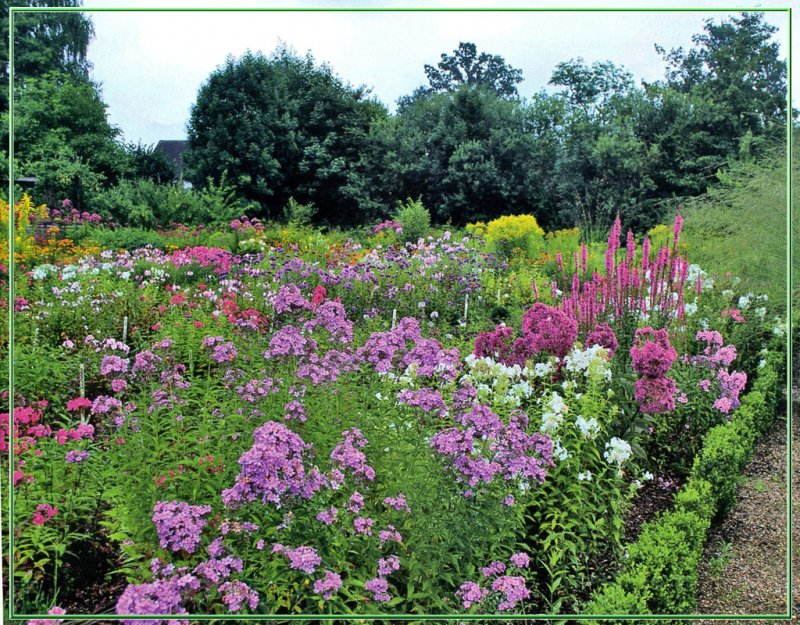 Тимьян ползучий (Thymus serpyllum l.)