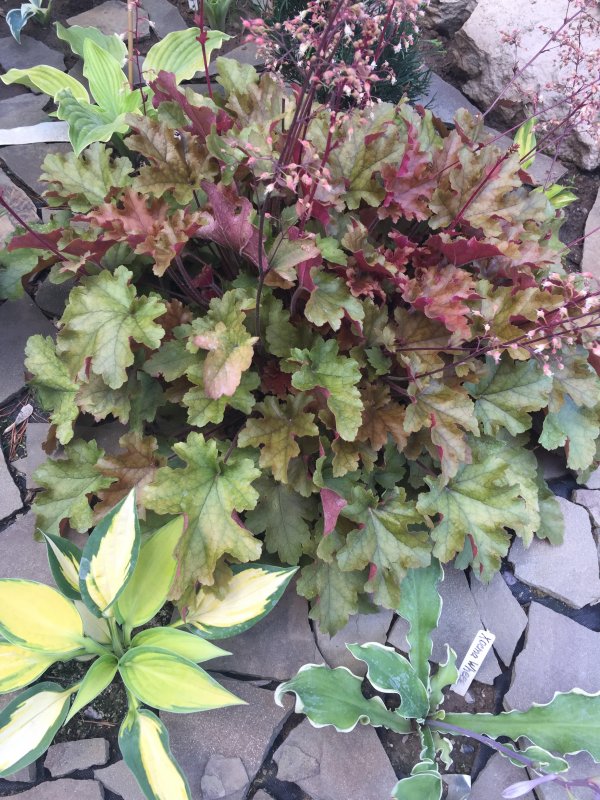 Гейхера "Marmalade" (Heuchera hybride)