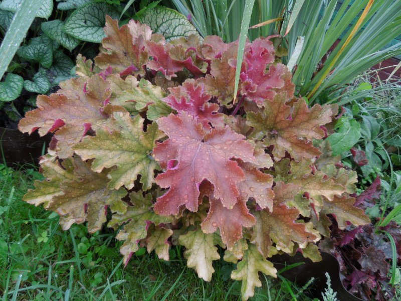 Гейхера Heuchera Marmalade