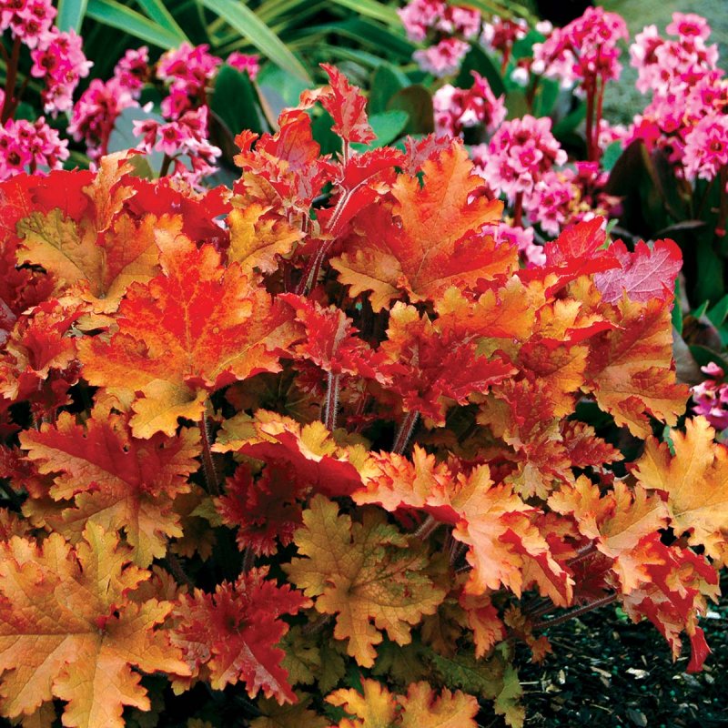 Гейхера "Marmalade" (Heuchera hybride)