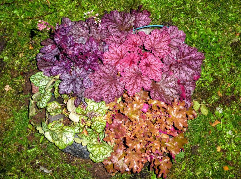 Гейхера "Lime Marmalade" (Heuchera)