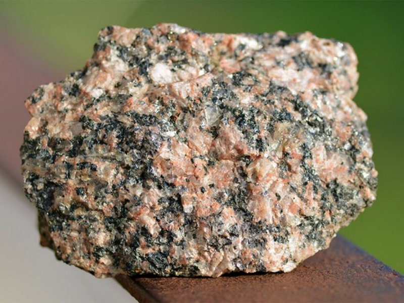 Лишайник под микроскопом