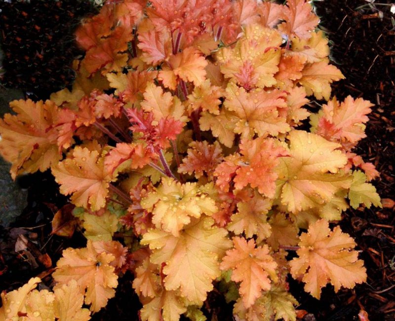 Heuchera Berry Marmalade