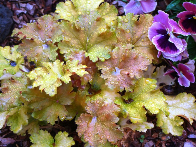 Гейхера "Marmalade" (Heuchera hybride)