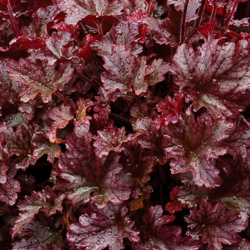 Гейхера Heuchera Berry Marmalade