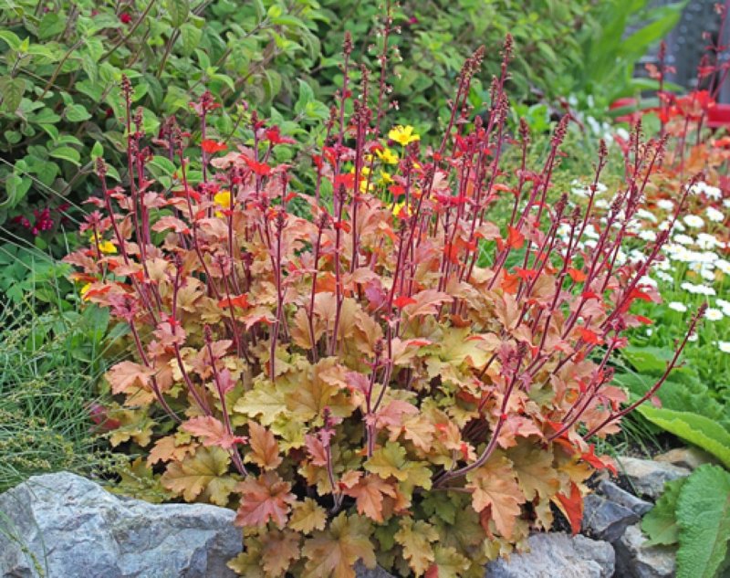 Гейхера Heuchera Marmalade