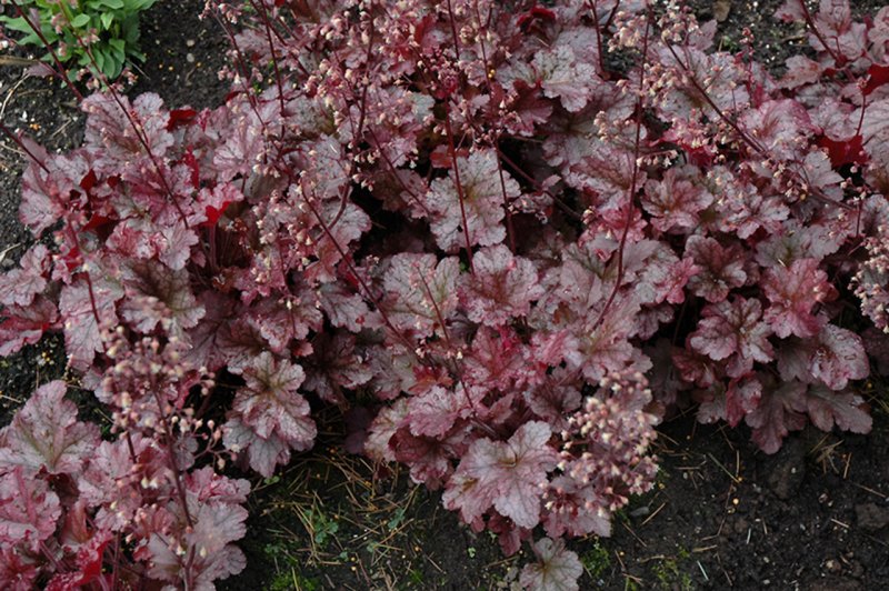 Гейхера (Heuchera Marmalade) i
