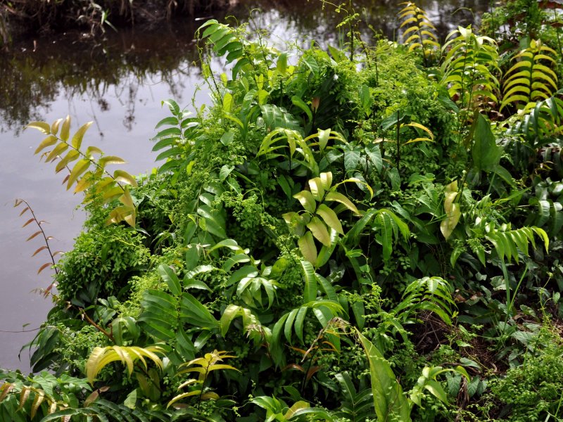 Stenochlaena palustris cristata