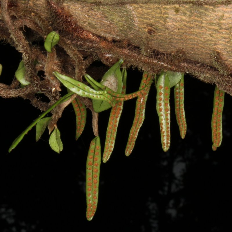 Microgramma heterophylla