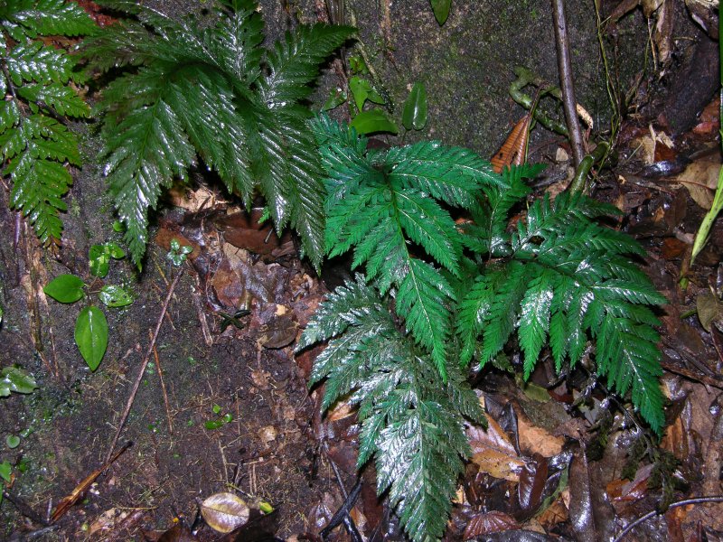 Stenochlaena palustris cristata