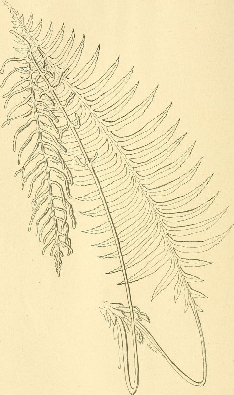 Haplothrips tritici - трипс пшеничный