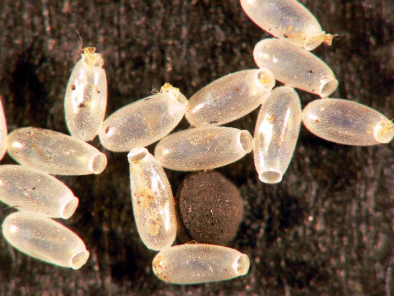 Baculellum articulatum