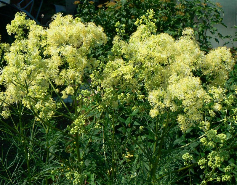 Василистник Thalictrum flavum glaucum