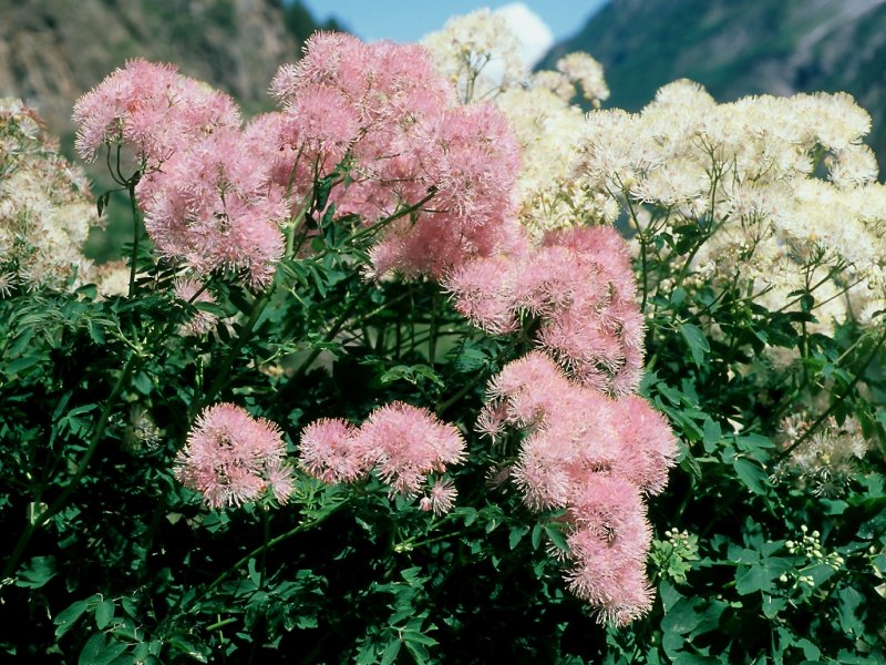 Василистник Thalictrum aquilegiifolium Nimbus White