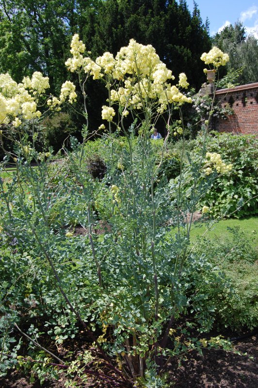 Василистник желтый Thalictrum flavum