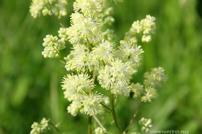 Василистник Thalictrum flavum glaucum