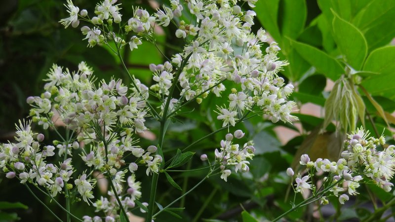 Василистник uncatum
