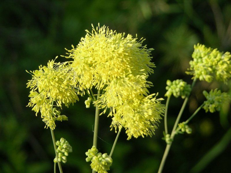 Василистник Thalictrum flavum glaucum