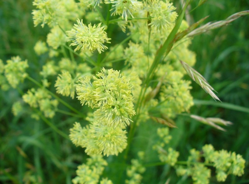 Василистник узколистный Thalictrum angustifolium