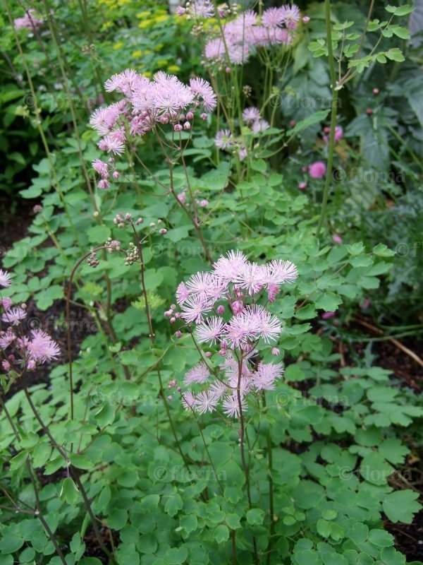 Василистник водосборолистный Thalictrum aquilegifolium