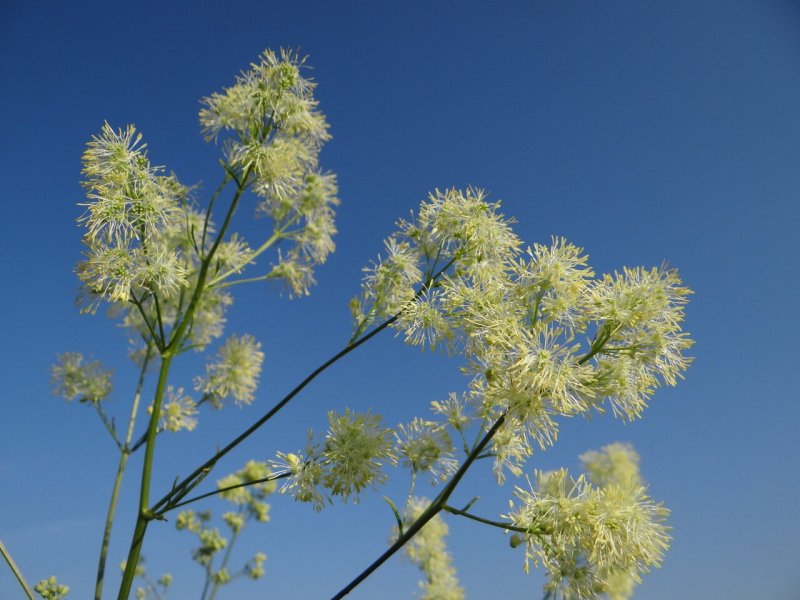 Василистник светлый (Thalictrum lucidum)