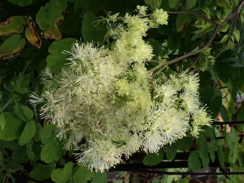 Василистник равноплодниковый Thalictrum isopyroides