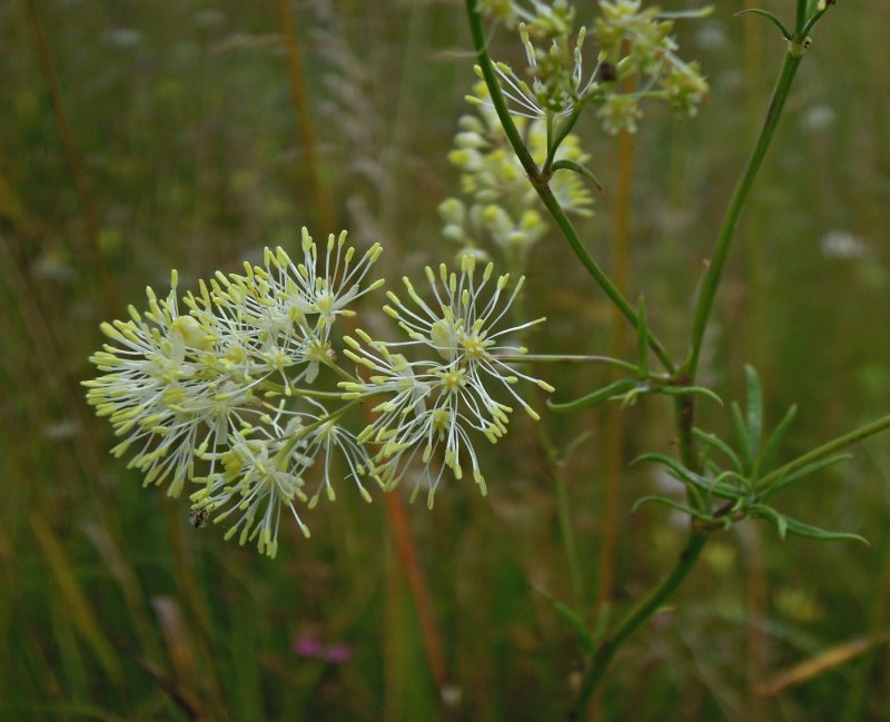 Василистник светлый (Thalictrum lucidum)