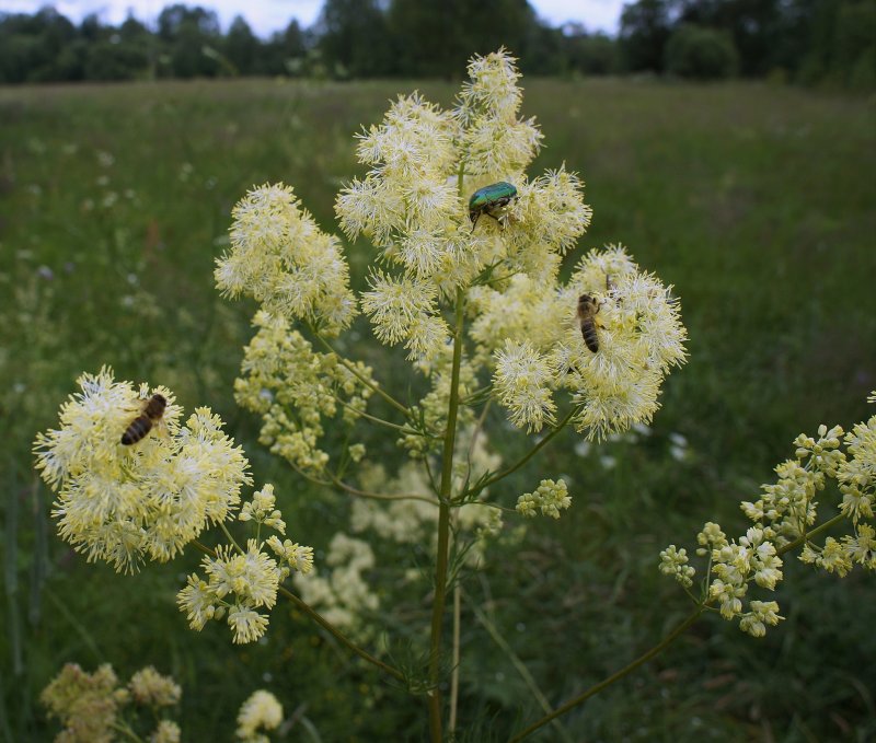 Василистник светлый (Thalictrum lucidum)
