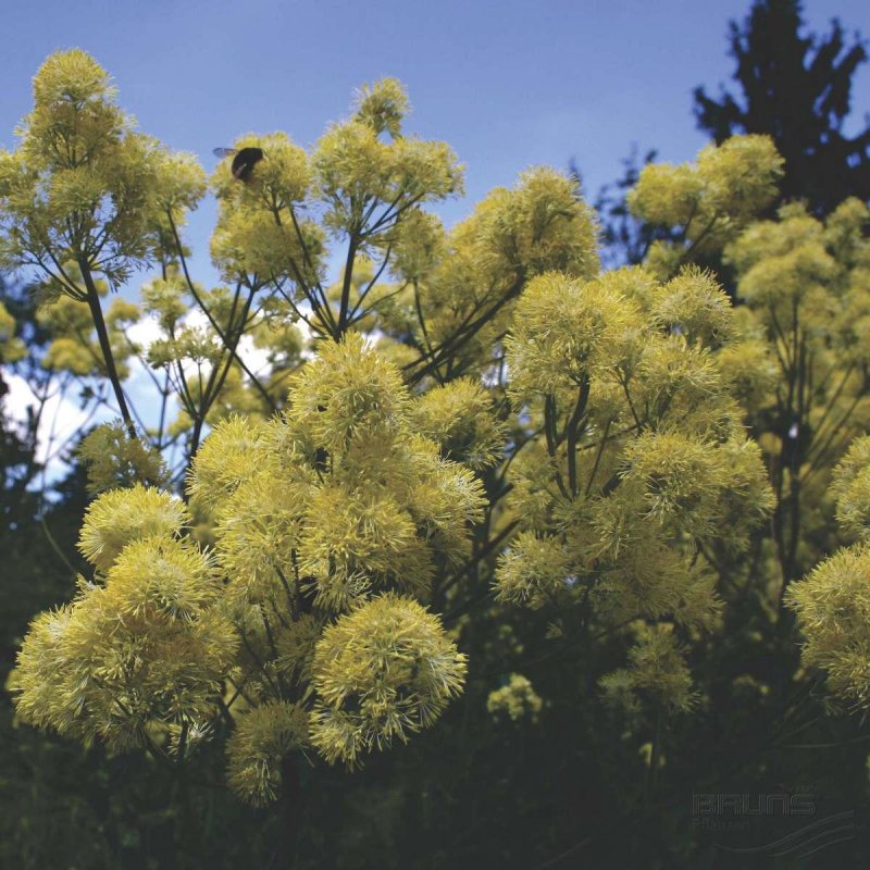 Василистник желтый Thalictrum flavum