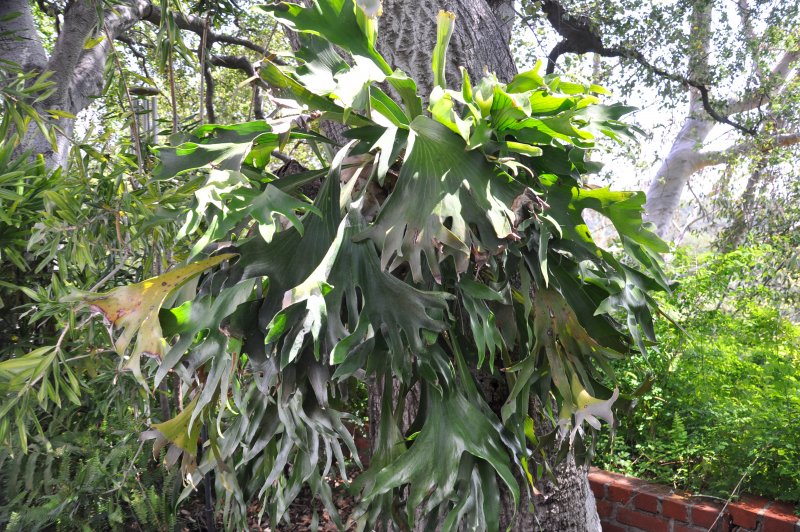 Platycerium bifurcatum