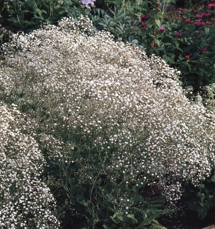 Гипсофила метельчатая (Gypsophila paniculata)
