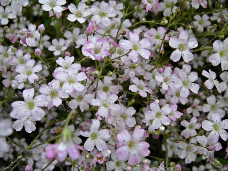 Гипсофила изящная (Gypsophila elegans