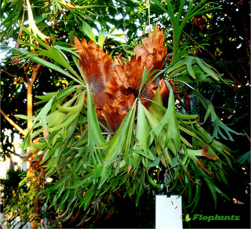 Платицериум bifurcatum