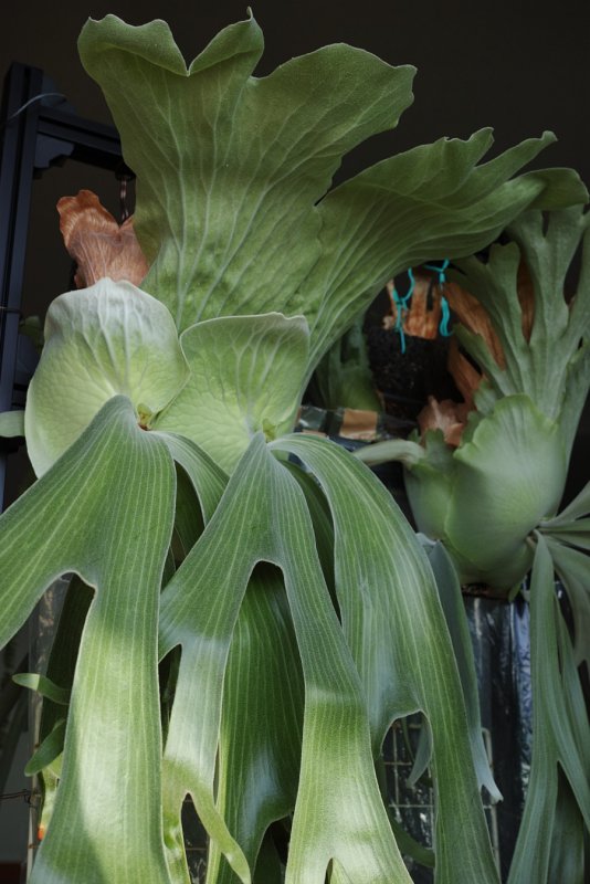 Platycerium andinum