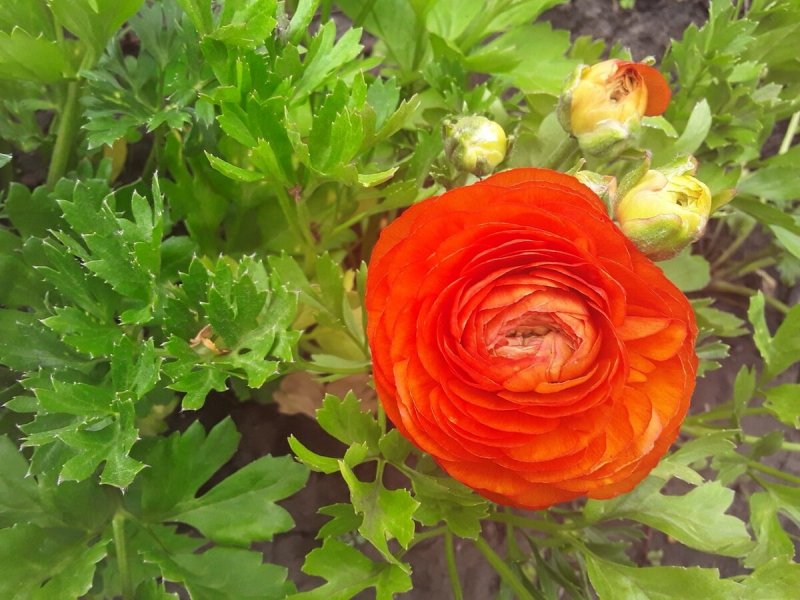 Ranunculus Peony на горшке