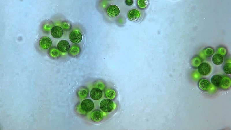 Одноклеточные синезеленые водоросли