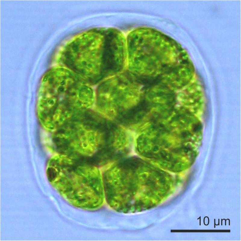 Pandorina Morum