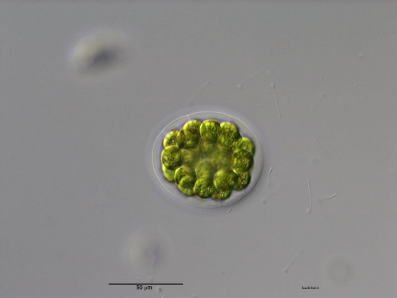 Eudorina elegans