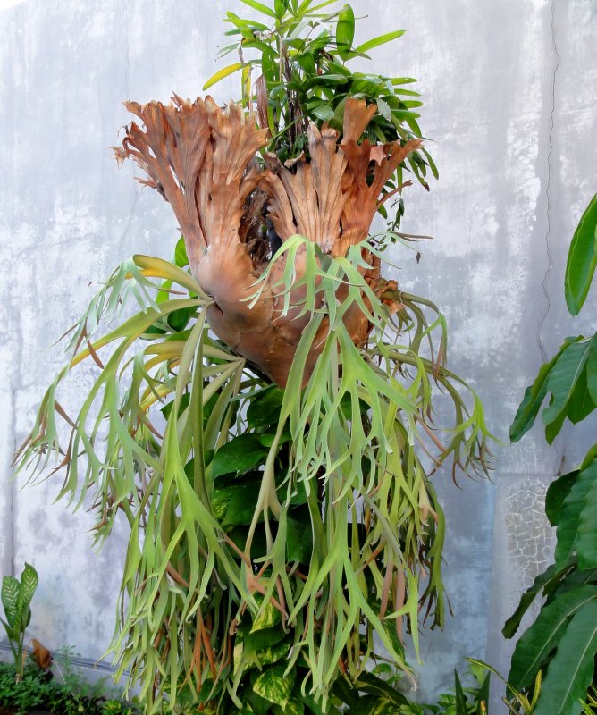 Платицериум bifurcatum