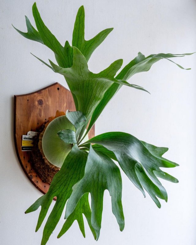 Платицериум superbum (giant Staghorn)