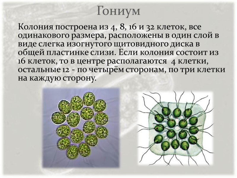 Колониальные растительные жгутиконосцы