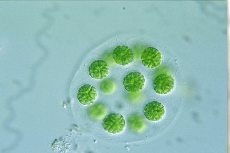 Pandorina Morum