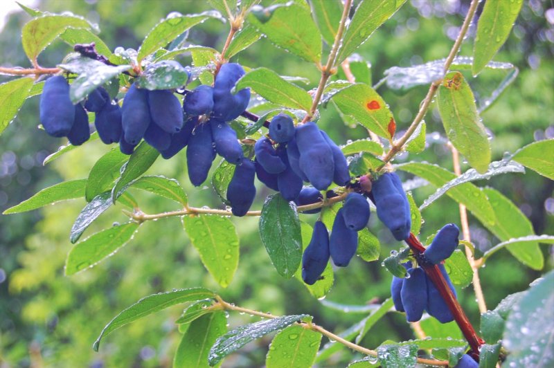 Жимолость съедобная (Lonicera edulis)