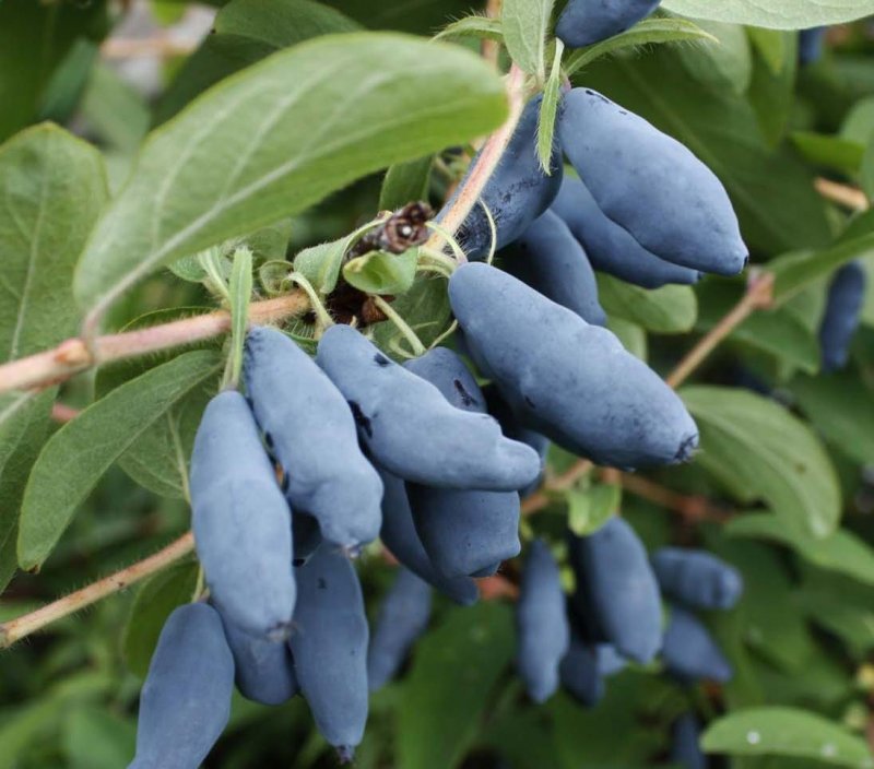 Жимолость съедобная (Lonicera edulis ) карандаш