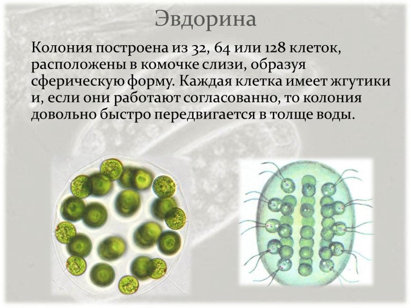 Вирус СПИДА под микроскопом