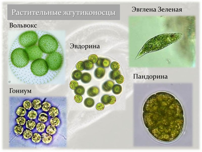 Вольвокс Пандорина эвдорина