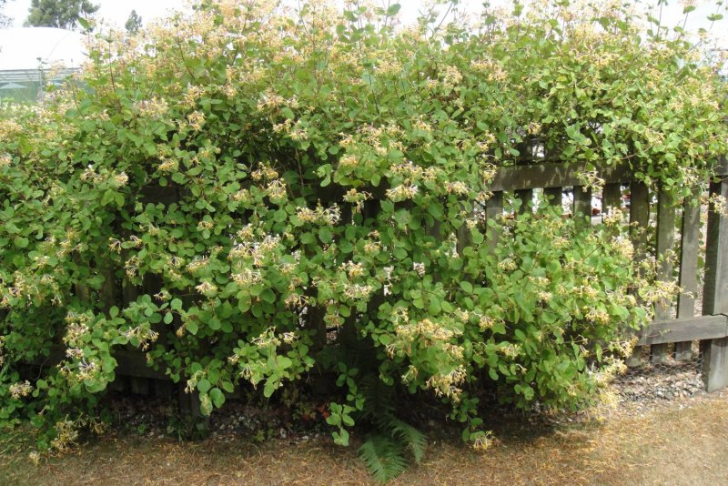Жимолость съедобная (Lonicera caerulea)