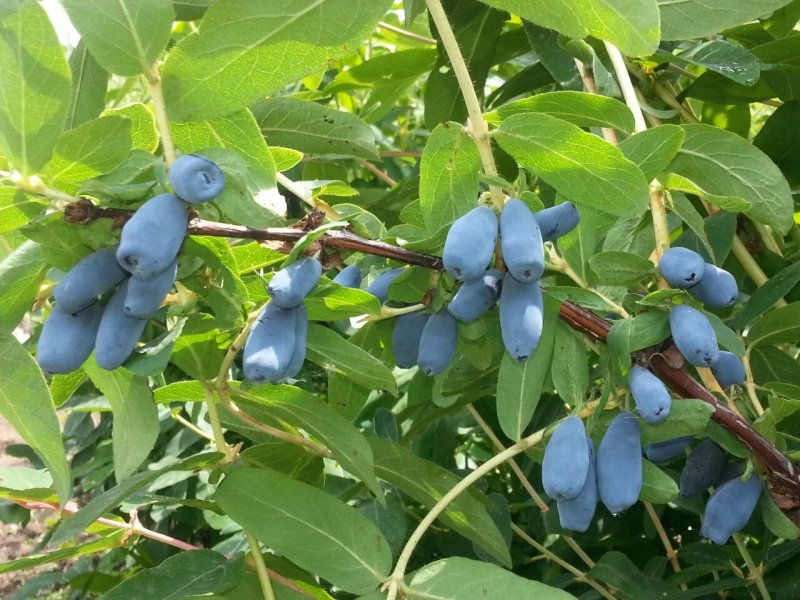 Lonicera caerulea (жимолость синяя, голубая)