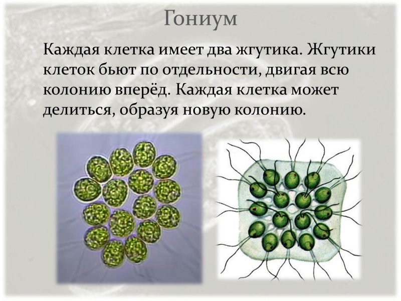 Клетка имеющая жгутик