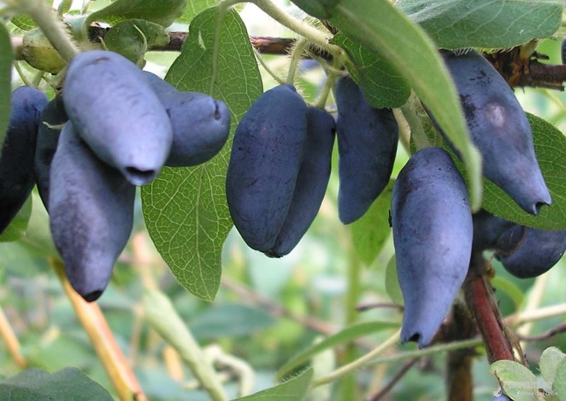 Жимолость съедобная (Lonicera edulis)